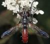 Cylindromyia bicolor